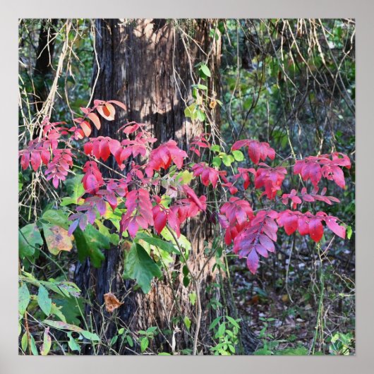 Autumn Leaves Photo Poster (Voorkant)