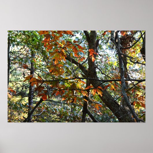 Autumn Leaves Photo Poster (Voorkant)