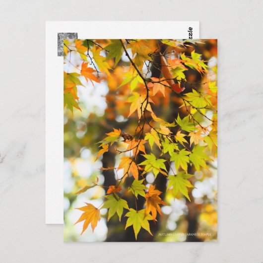 Autumn Leaves [Postcard] Briefkaart (Voorkant / Achterkant)