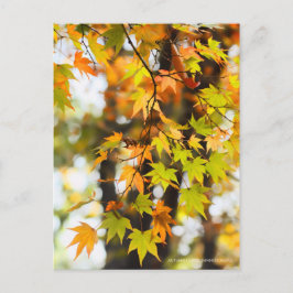Autumn Leaves [Postcard] Briefkaart