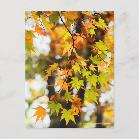 Autumn Leaves [Postcard] Briefkaart (Voorkant)
