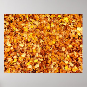 Autumn Leaves Poster