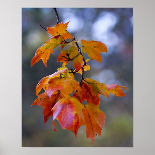 Autumn Leaves Poster (Voorkant)