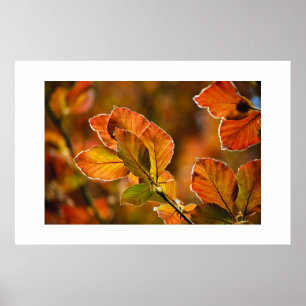 Autumn Leaves Poster