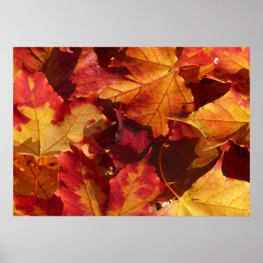 Autumn Leaves Poster (Voorkant)