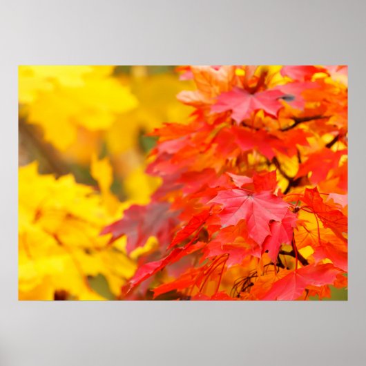 Autumn Leaves Poster (Voorkant)