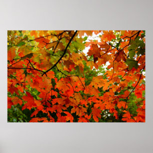 Autumn Leaves Poster