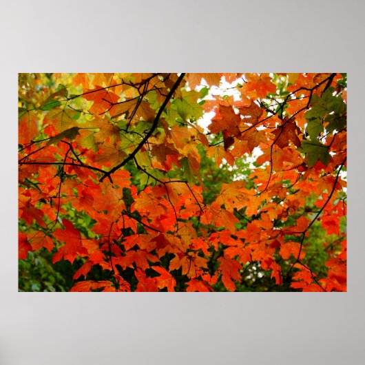 Autumn Leaves Poster (Voorkant)