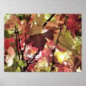 AUTUMN LEAVES POSTER (Voorkant)