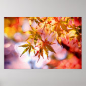 Autumn Leaves Poster (Voorkant)