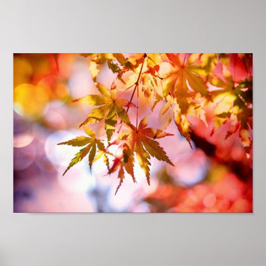 Autumn Leaves Poster (Voorkant)