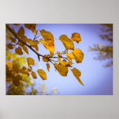 Autumn Leaves Poster (Voorkant)