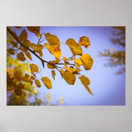Autumn Leaves Poster