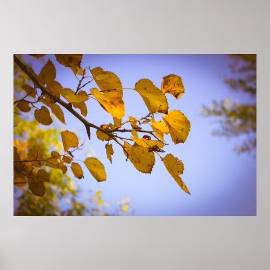 Autumn Leaves Poster (Voorkant)