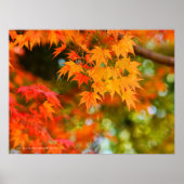 Autumn Leaves [Poster] Poster (Voorkant)