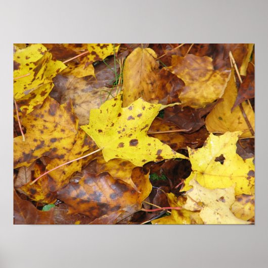 Autumn Leaves Print (Voorkant)
