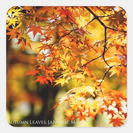 Autumn Leaves [Square Seal] Vierkante Sticker (Voorkant)