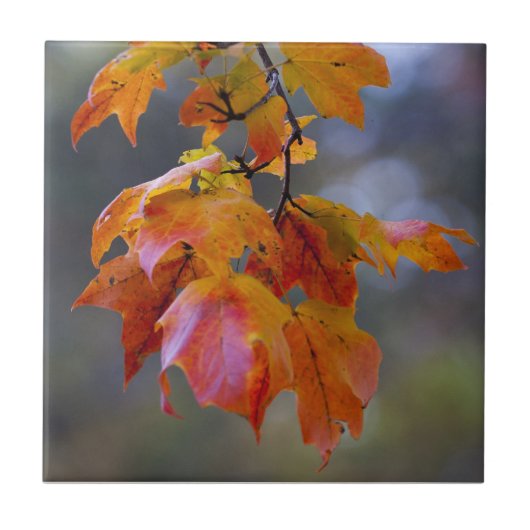 Autumn Leaves Tegeltje (Voorkant)