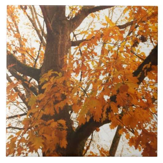 Autumn Leaves Tegeltje (Voorkant)