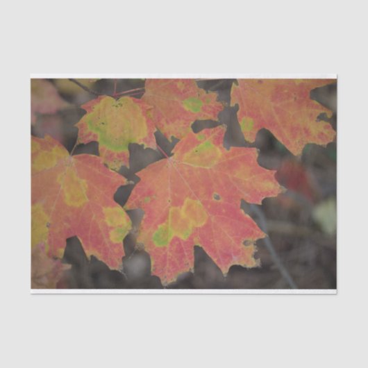 Autumn Leaves Tissuepapier (Voorkant)