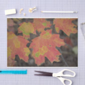 Autumn Leaves Tissuepapier (Craft)