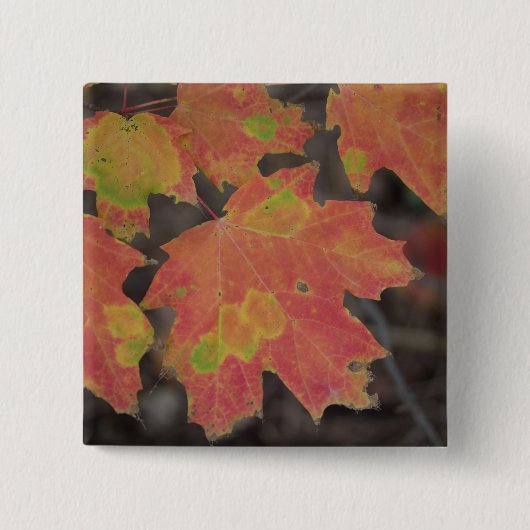 Autumn Leaves Vierkante Button 5,1 Cm (Voorkant)