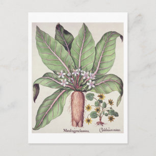 Autumn Mandrake van de "Hortus Eystettensis" door Briefkaart