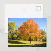 Autumn Maple 2004 Foto / Mark Edward Westerfield Briefkaart (Voorkant / Achterkant)
