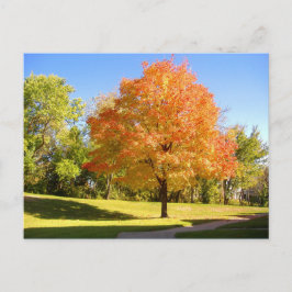 Autumn Maple 2004 Foto / Mark Edward Westerfield Briefkaart