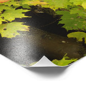 Autumn maple bomen en birch tree, White Foto Afdruk (Hoek)