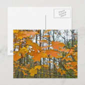 Autumn Maple Foliage Briefkaart (Voorkant / Achterkant)