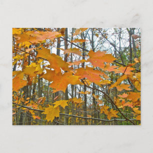 Autumn Maple Foliage Briefkaart
