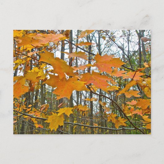 Autumn Maple Foliage Briefkaart (Voorkant)