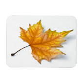 Autumn maple leaf magneet (Horizontaal)