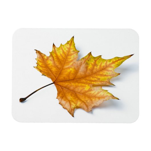 Autumn maple leaf magneet (Horizontaal)