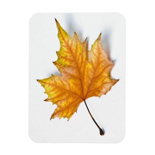 Autumn maple leaf magneet (Verticaal)