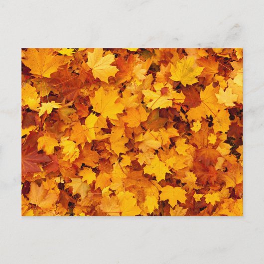 Autumn Maple Leaves Briefkaart (Voorkant)