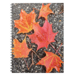 Autumn Maple Leaves Spiral Notebook Notitieboek