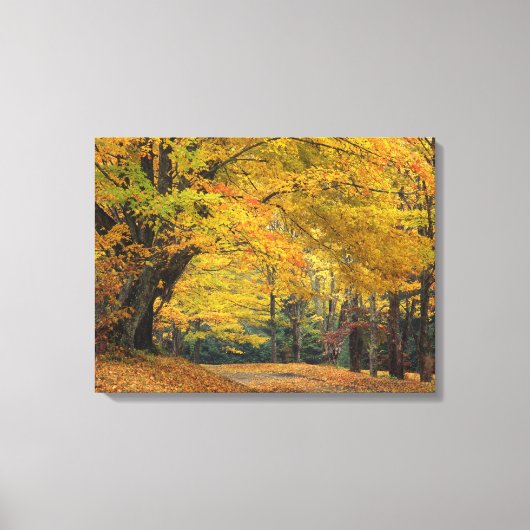 Autumn maple tree overhangend land lane, canvas afdruk (Voorkant)