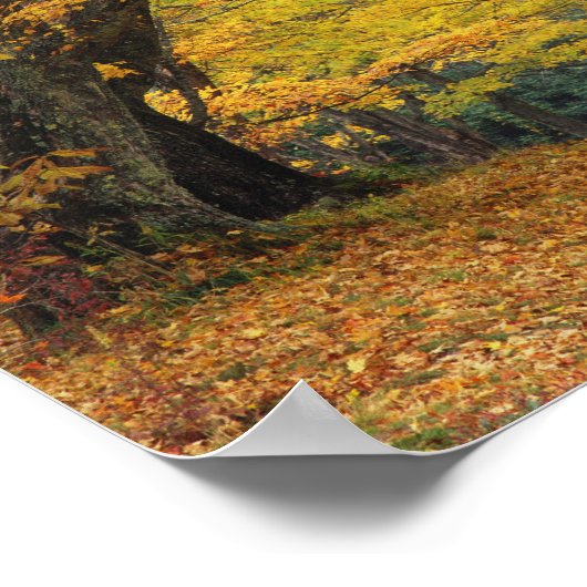 Autumn maple tree overhangend land lane, poster (Hoek)