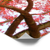 Autumn Maple Trees print Poster landschap (Hoek)