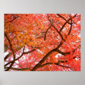 Autumn Maple Trees print Poster landschap (Voorkant)
