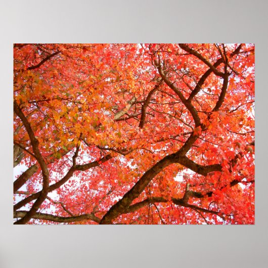 Autumn Maple Trees print Poster landschap (Voorkant)