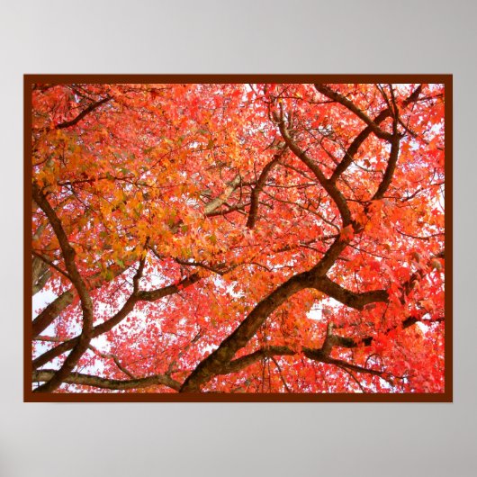 Autumn Maple Trees print Poster landschap (Voorkant)