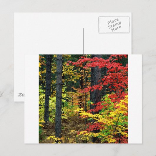 Autumn Michigan Briefkaart (Voorkant / Achterkant)