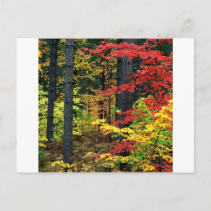 Autumn Michigan Briefkaart