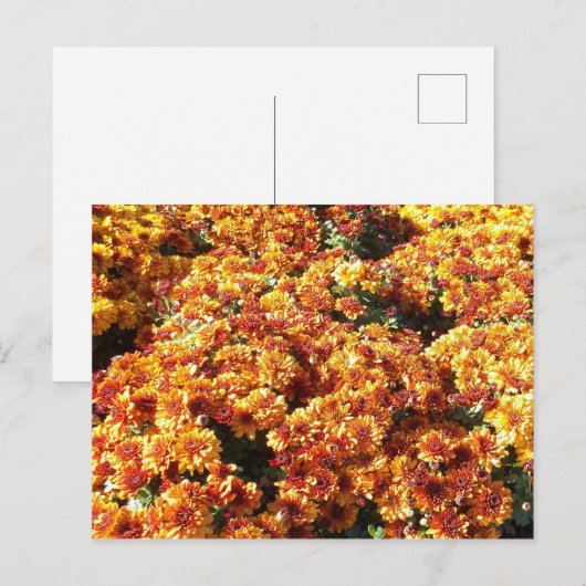 Autumn Mums Briefkaart (Voorkant / Achterkant)