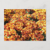 Autumn Mums Briefkaart (Voorkant)