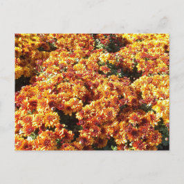 Autumn Mums Briefkaart
