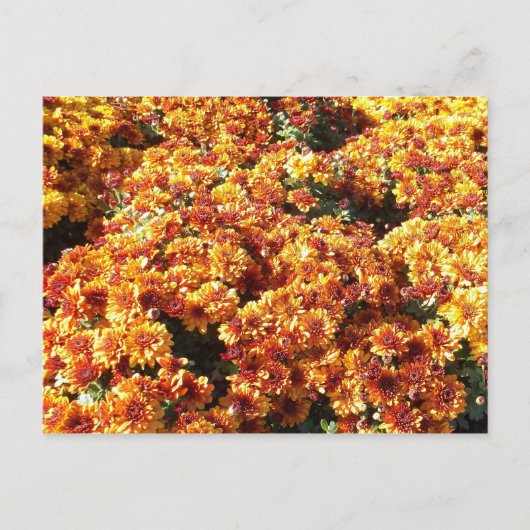 Autumn Mums Briefkaart (Voorkant)